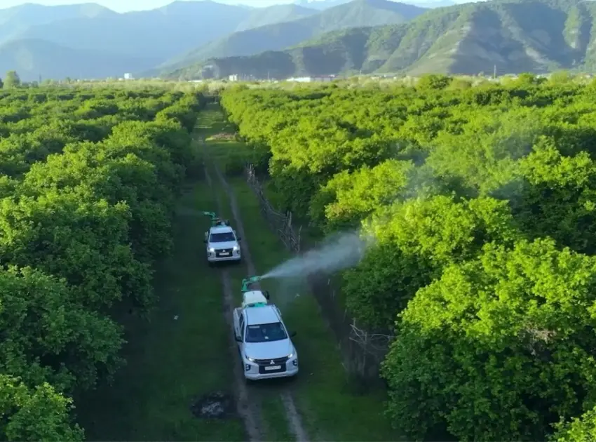 Bölgələrdə Qəhvəyi Mərmər bağacığına qarşı monitorinqlər və mübarizə tədbirləri davam etdirilir