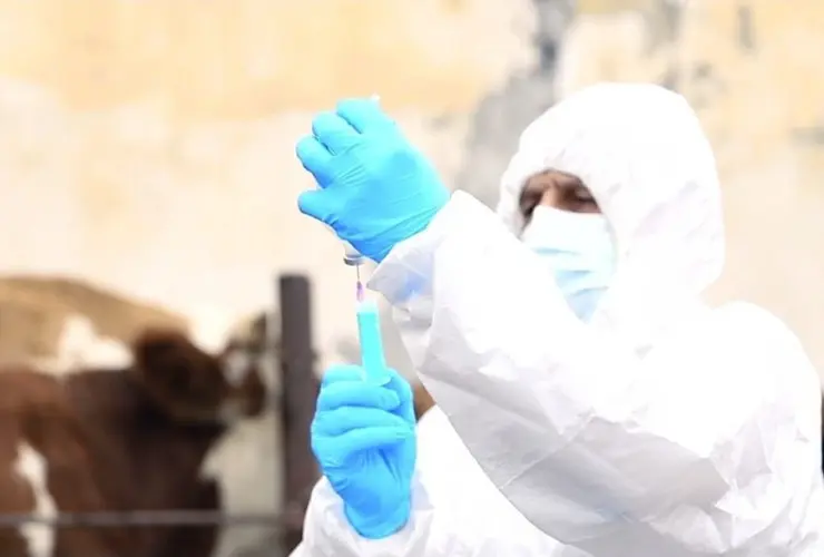 Bölgələrdə ölkəmiz üçün xarakterik olmayan dabaq xəstəliyinin SAT-1 serotipinə qarşı peyvəndləmə tədbirləri davam edir