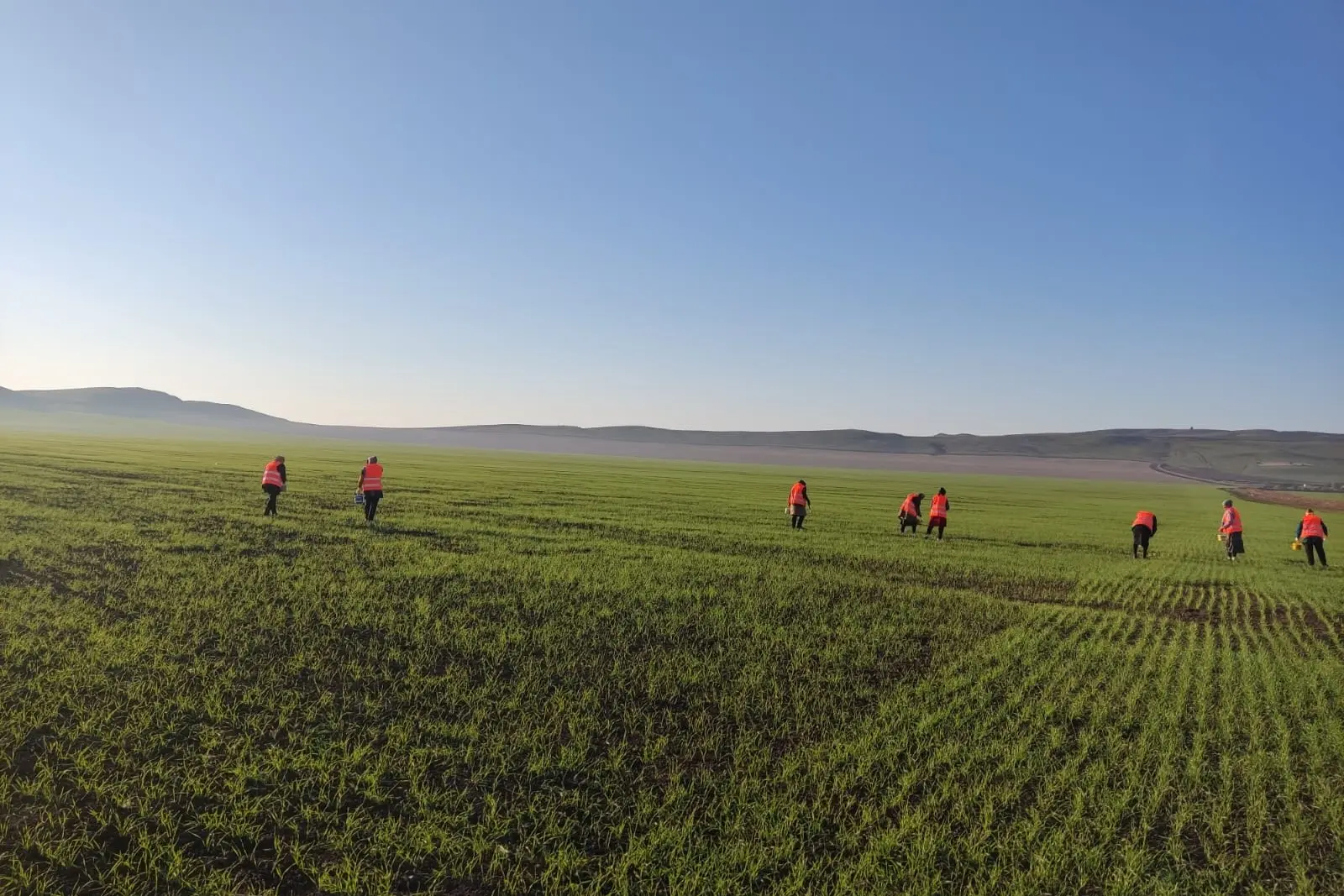Payızlıq taxıl əkinlərdə zərərli orqanizmlərə qarşı mübarizə tədbirləri davam  edir
