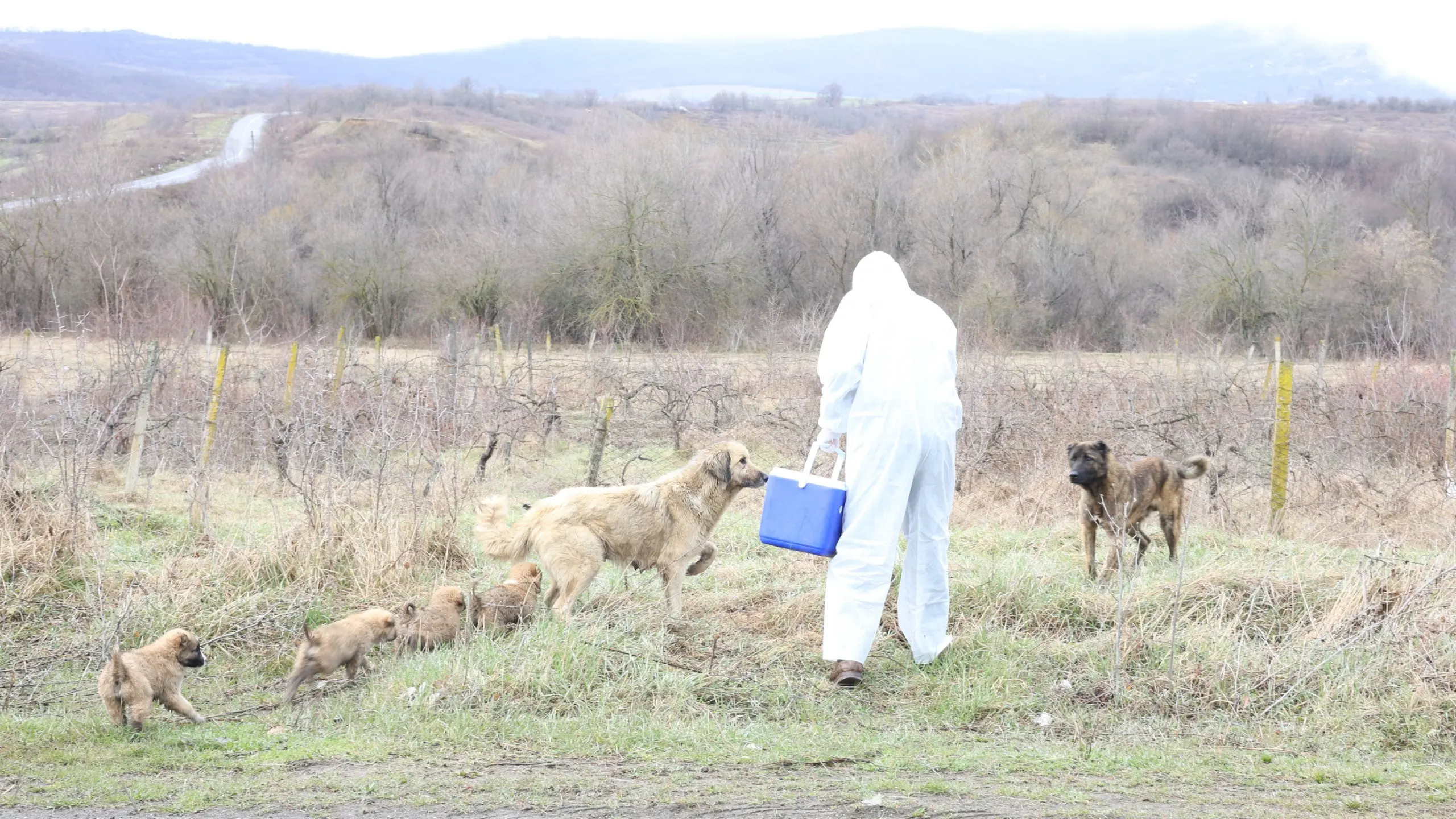İşğaldan azad olunmuş ərazilərdə quduzluğa qarşı peyvəndləmə tədbirləri aparılıb