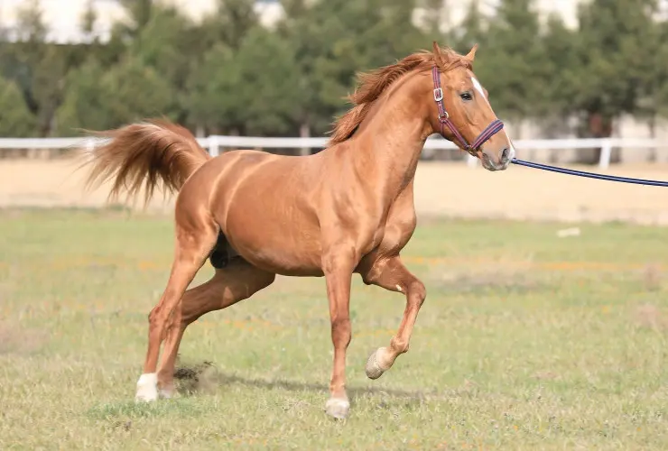 Qarabağ və Dilbaz at cinslərinin genetik xəritəsi hazırlanır