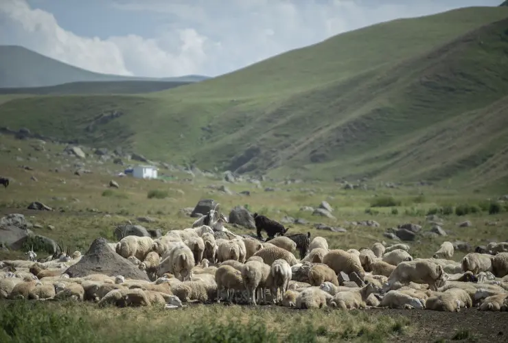 Nazir Məcnun Məmmədov Kəlbəcərdə təsərrüfatlara baş çəkib, fermerlərlə görüşüb