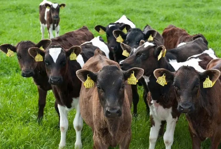 Buzovlarda koronavirus enteriti (ishalı)