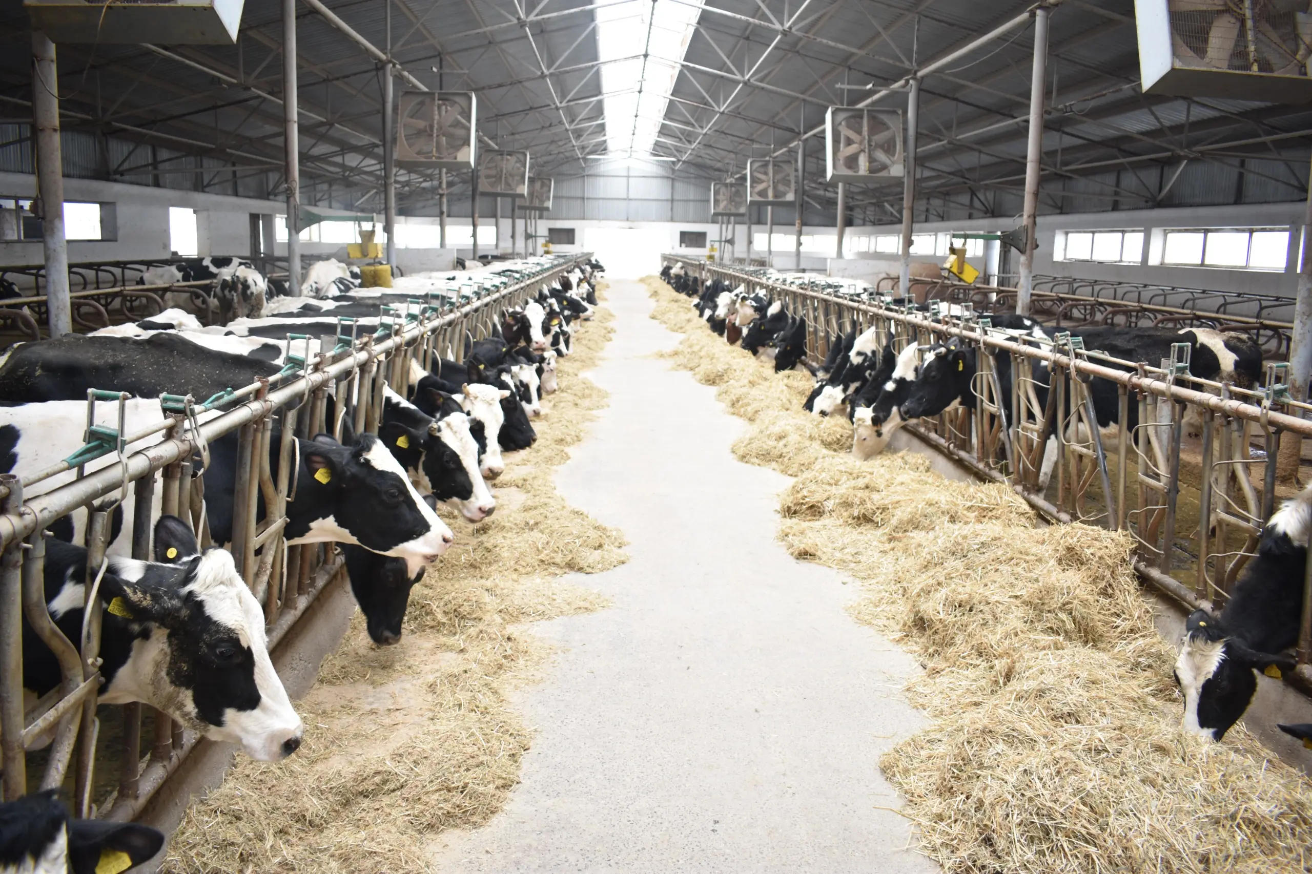 Xüsusi təhlükəli xəstəliklərə qarşı peyvəndləmə tədbirlərinə başlanılıb