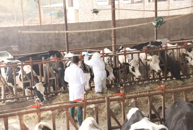 Aqrar Xidmətlər Agentliyi ölkəmiz üçün xarakterik olmayan dabaq xəstəliyinin SAT-1 serotipinə qarşı tədbirlərə başlayıb