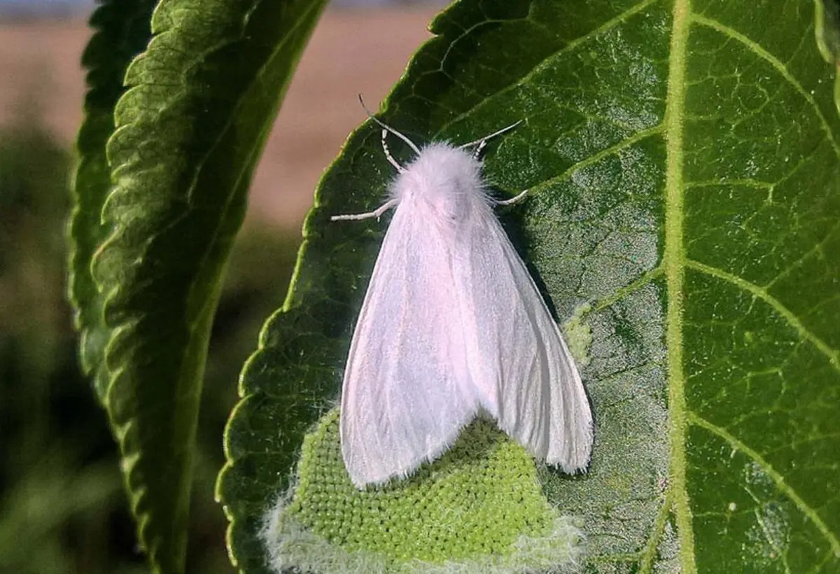 Amerika ağ kəpənəyi və ona qarşı mübarizə tədbirləri