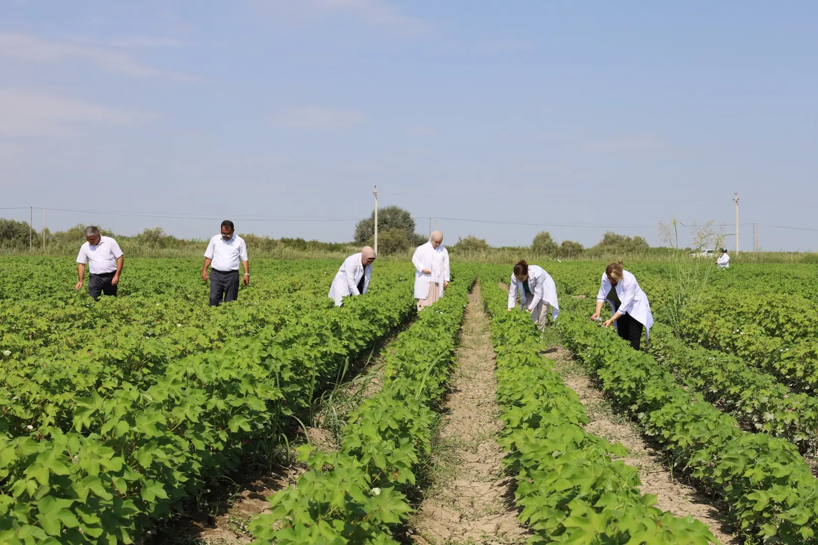 Salyan rayonunda pambıq sahəsində zərərli orqanizmlərə qarşı bioloji mübarizənin üstünlüklərinə dair tarla seminarı keçirilib