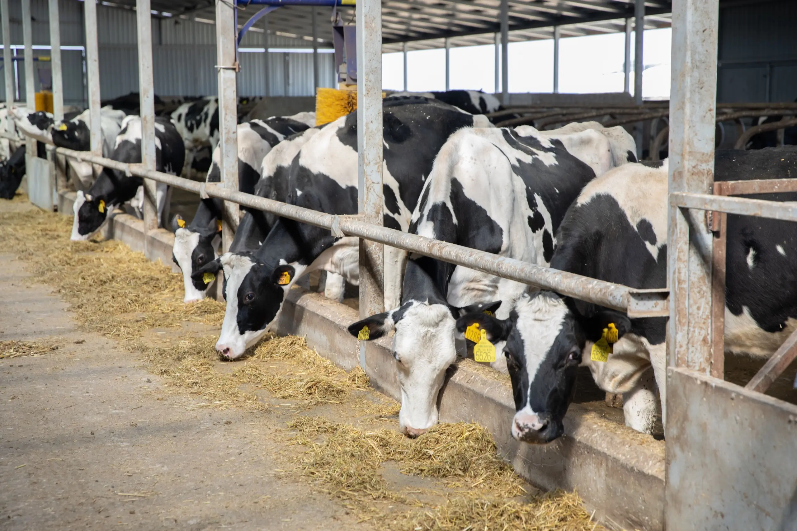 Heyvanlarda qan-parazitar xəstəliklərinə qarşı mübarizə tədbirləri