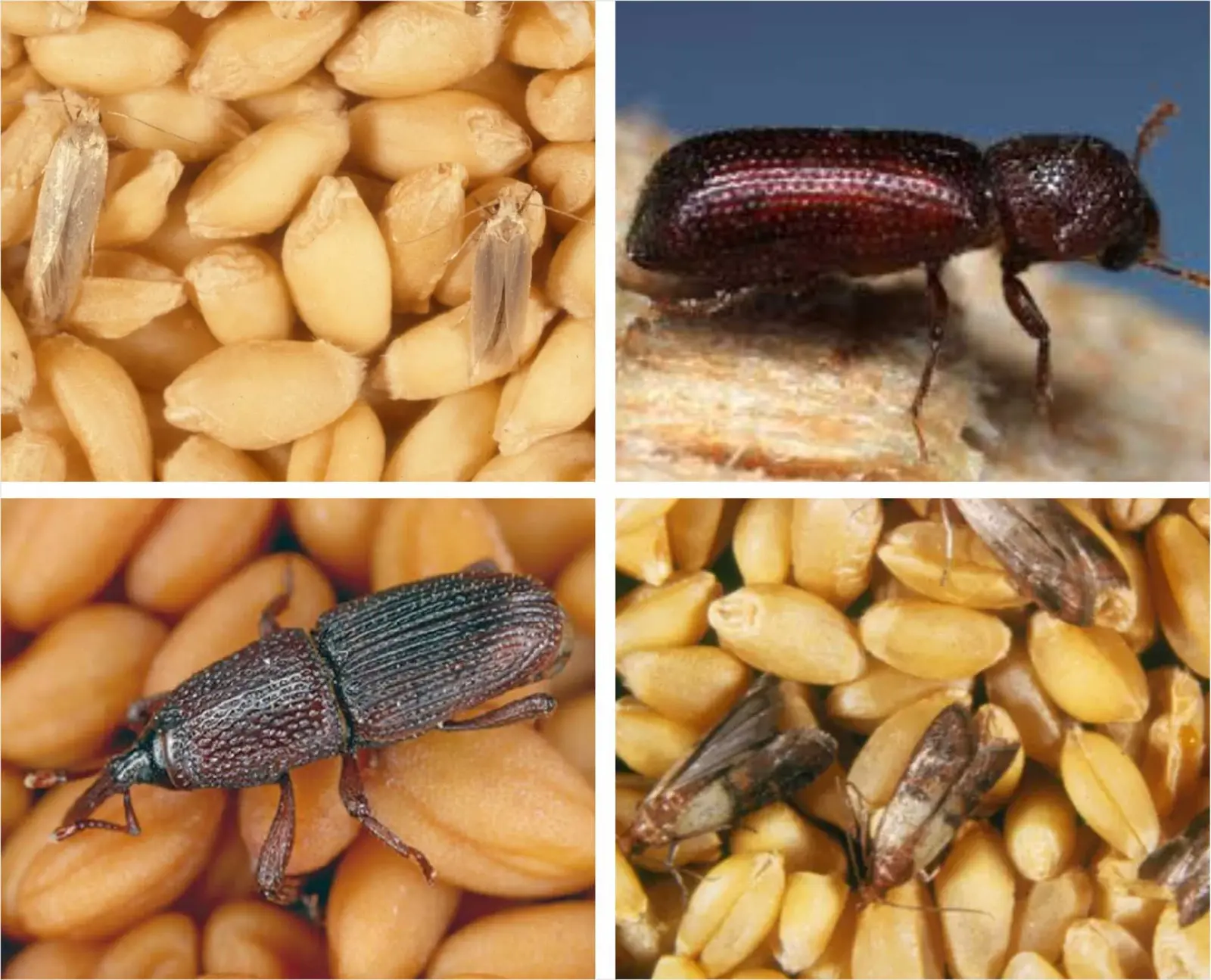 Anbar zərərvericiləri və onlara qarşı mübarizə tədbirləri