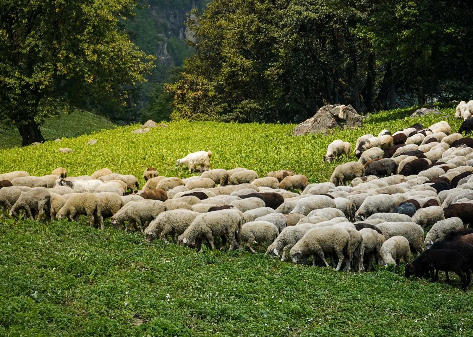 Qoyunlarda bradzot xəstəliyinə qarşı mübarizə tədbirləri - fermerlərə tövsiyə