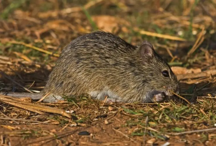 4311 ha ərazidə siçanabənzər gəmiricilərə qarşı mübarizə tədbiri həyata keçirilib