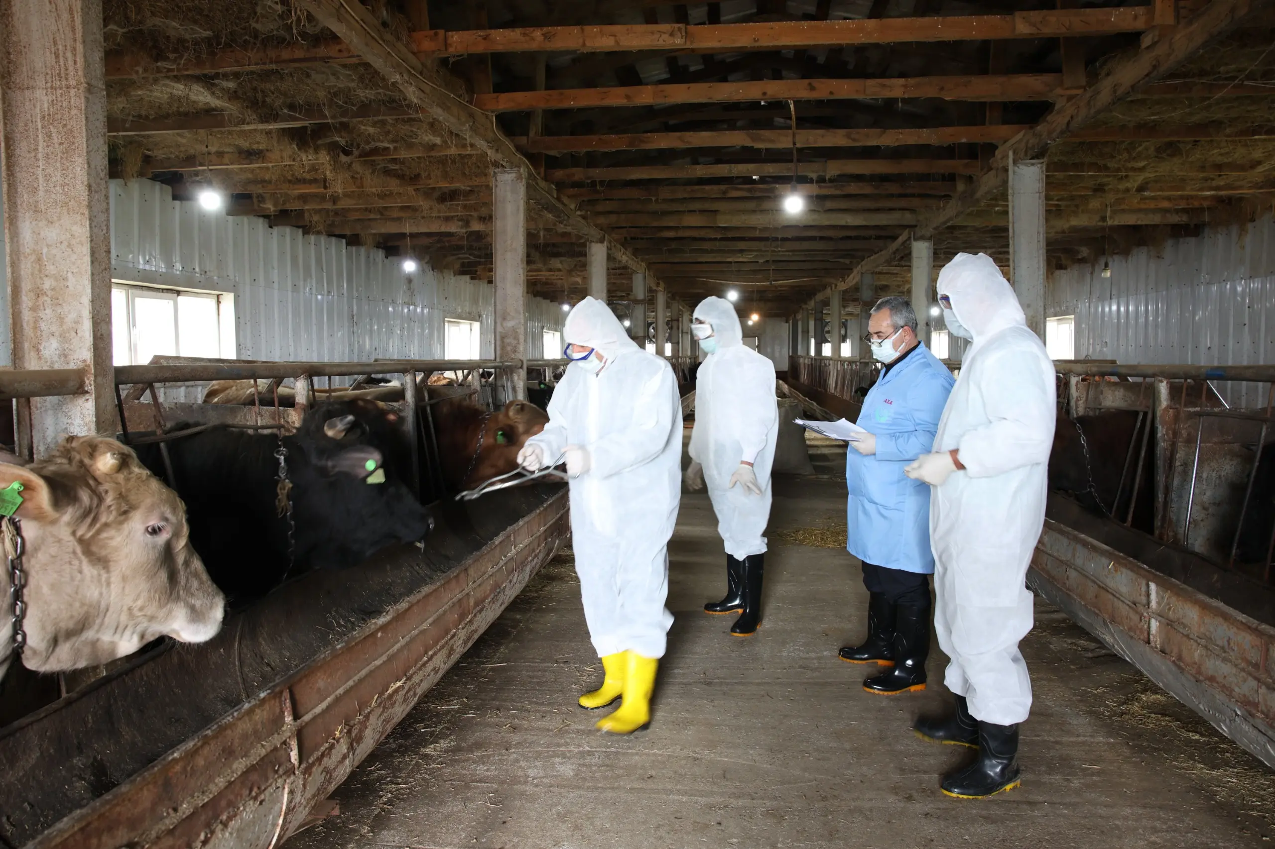 Masallıda xüsusi təhlükəli xəstəlklərə qarşı peyvəndləmə tədbiri davam etdirilir