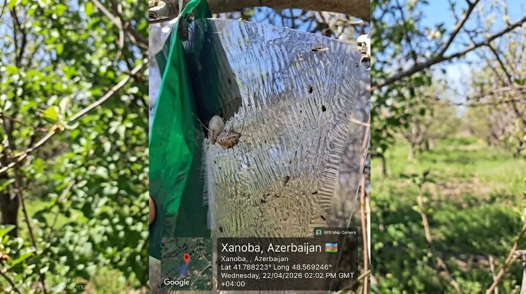 QMB-yə qarşı feromon tələlərə nəzarət tədbirləri davam etdirilir