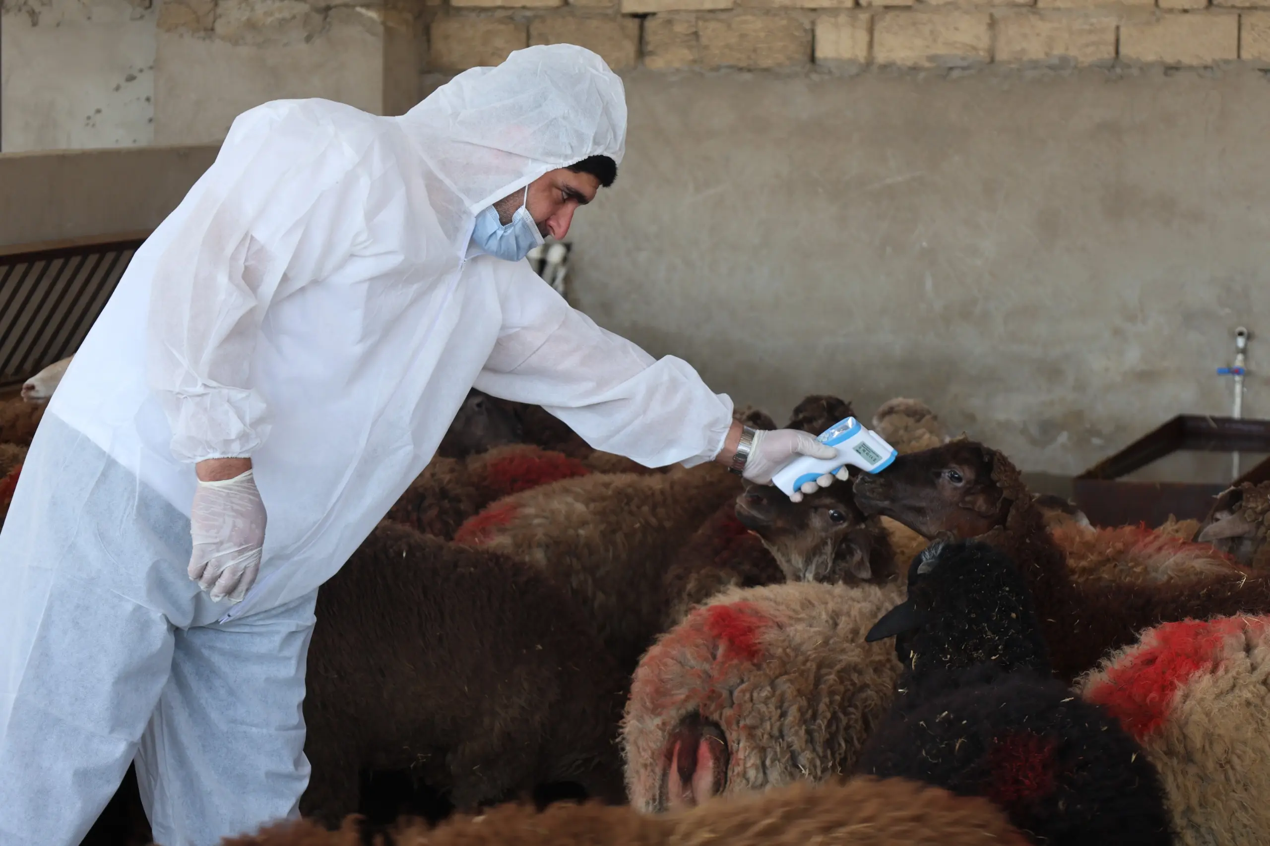 Qurban bayramı ilə əlaqədar heyvan satışı və kəsimi yerlərində profilaktiki tədbirlər görülüb