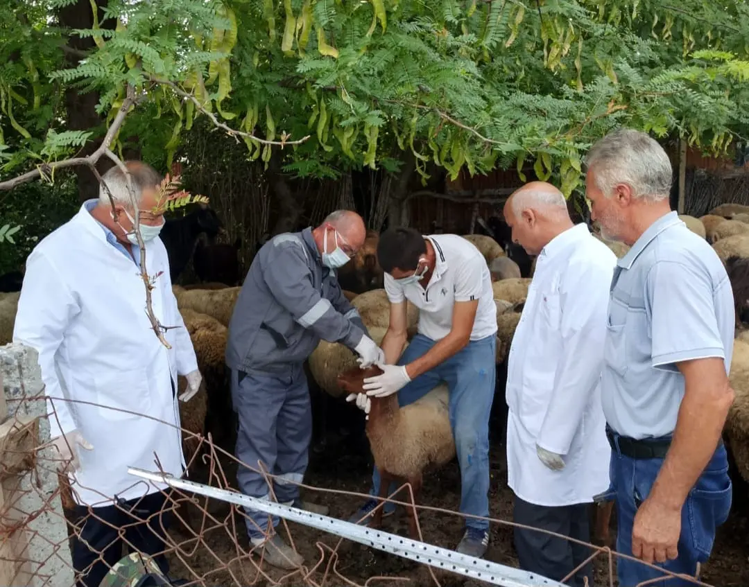 Bölgələrdə heyvan sağlamlığının qorunması ilə bağlı maarifləndirmə tədbirləri davam etdirilir